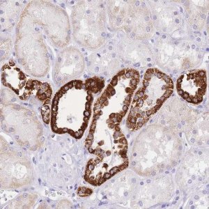 Anti-NKD2 antibody produced in rabbit 
