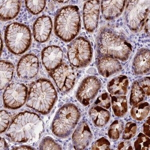 Anti-NKPD1 antibody produced in rabbit 