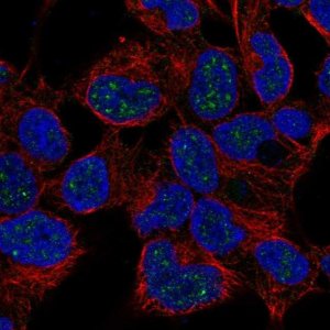 Anti-NKX2-4 antibody produced in rabbit 