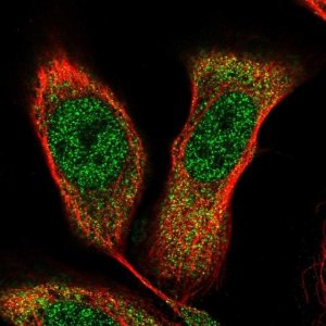 Anti-NKX2-5 antibody produced in rabbit 