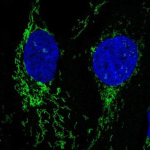 Anti-NLGN2 antibody produced in rabbit 