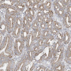 Anti-NLN antibody produced in rabbit 