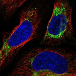 Anti-NLN antibody produced in rabbit 