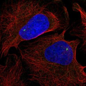 Anti-NLRC5 antibody produced in rabbit 