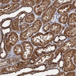 Anti-NLRP10 antibody produced in rabbit 