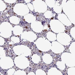 Anti-NLRP12 antibody produced in rabbit 