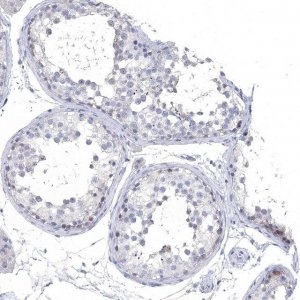Anti-NLRP14 antibody produced in rabbit 