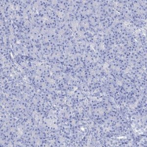 Anti-NLRP14 antibody produced in rabbit 