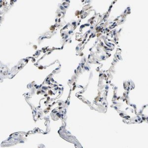 Anti-NLRP3 antibody produced in rabbit 