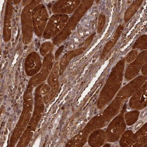 Anti-NLRP7 antibody produced in rabbit 