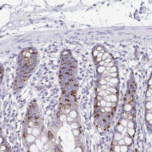 Anti-NLRP8 antibody produced in rabbit 