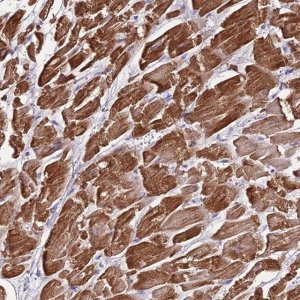 Anti-NLRP9 antibody produced in rabbit 