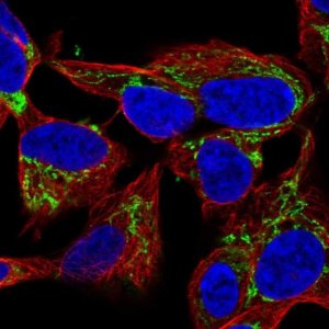 Anti-NME4 antibody produced in rabbit 