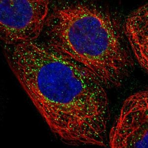 Anti-NME6 antibody produced in rabbit 