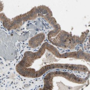 Anti-NMI antibody produced in rabbit 