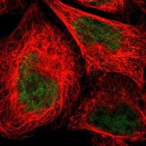 Anti-NMI antibody produced in rabbit 