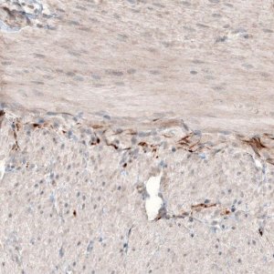 Anti-NMU antibody produced in rabbit 