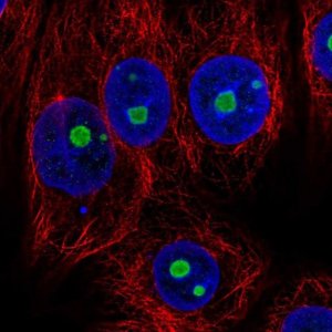 Anti-NOC2L antibody produced in rabbit 