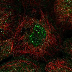 Anti-NOCT antibody produced in rabbit 