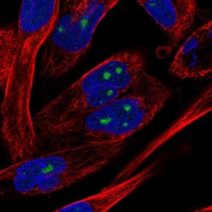 Anti-NOL10 antibody produced in rabbit HPA035286-100UL