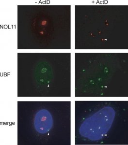Anti-NOL11 antibody produced in rabbit 