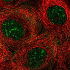 Anti-NOL7 antibody produced in rabbit 