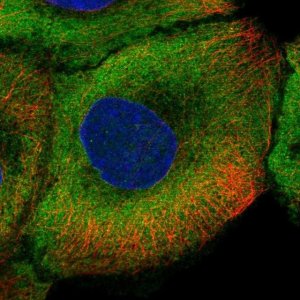 Anti-NOS1 antibody produced in rabbit 