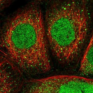 Anti-NOS1AP antibody produced in rabbit 