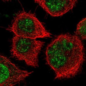 Anti-NOSTRIN antibody produced in rabbit 