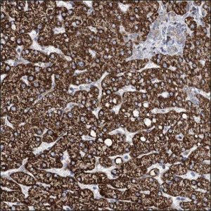 Anti-NOX1 antibody produced in rabbit HPA035300-100UL