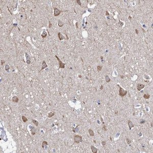 Anti-NPAS4 antibody produced in rabbit 