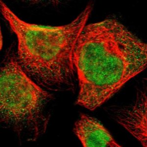 Anti-NPDC1 antibody produced in rabbit 