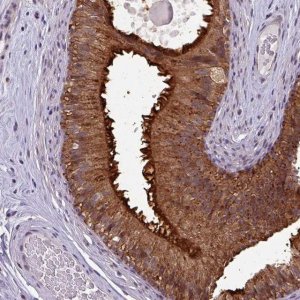 Anti-NPFFR1 antibody produced in rabbit 