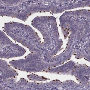 Anti-NPHP4 antibody produced in rabbit 