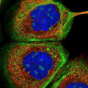 Anti-NPM3 antibody produced in rabbit 