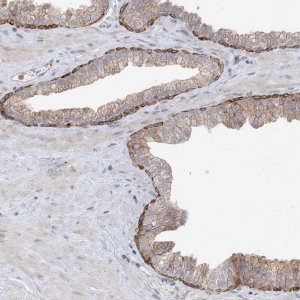 Anti-NPPC antibody produced in rabbit 