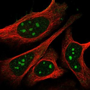 Anti-NPR1 antibody produced in rabbit 