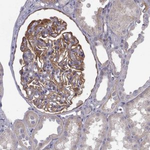 Anti-NPR3 antibody produced in rabbit 