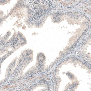 Anti-NPRL3 antibody produced in rabbit 