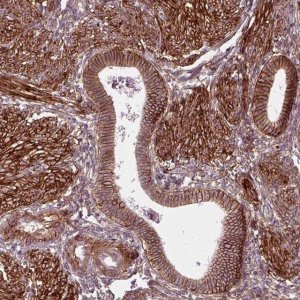 Anti-NPTN antibody produced in rabbit 