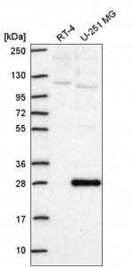Anti-NPTN antibody produced in rabbit 