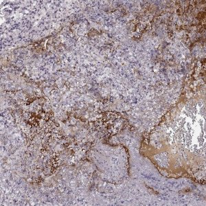 Anti-NPW antibody produced in rabbit 