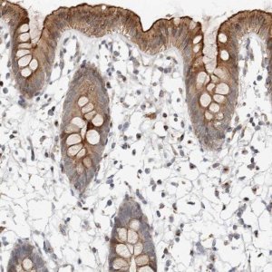 Anti-NPY4R antibody produced in rabbit 