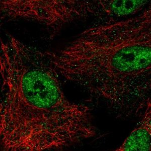 Anti-NR0B1 antibody produced in rabbit 