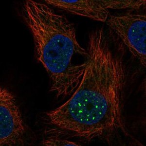 Anti-NR1D1 antibody produced in rabbit 