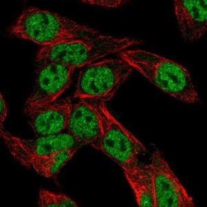 Anti-NR1I2 antibody produced in rabbit 