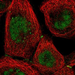 Anti-NR2C1 antibody produced in rabbit 