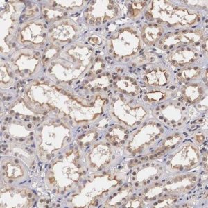 Anti-NR4A2 antibody produced in rabbit 