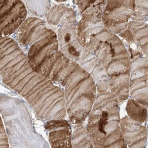 Anti-NRAP antibody produced in rabbit 