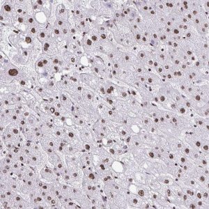 Anti-NRBF2 antibody produced in rabbit HPA059477-100UL